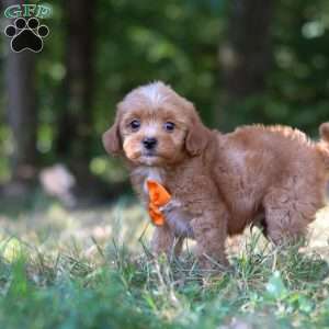 Wesley, Cavapoo Puppy